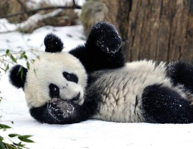 Panda vagy bambusz medve.  Hol él a panda, vicces állat