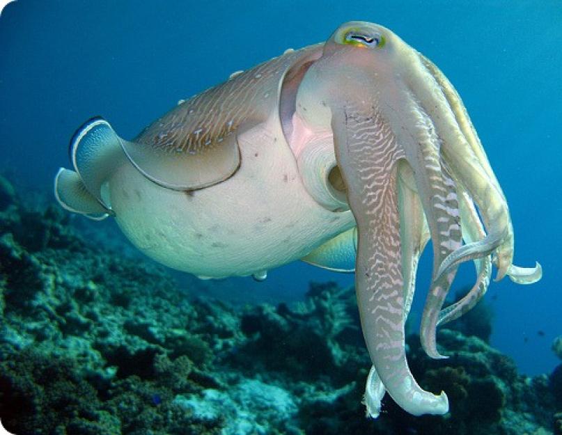 Каракатица гигантская (Sepia apama)Engl. Giant cuttle. Каракатица - это головоногий моллюск: описание, образ жизни и питание К какому типу животных относятся каракатицы