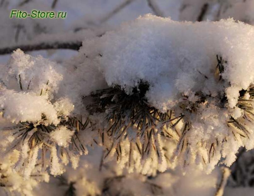 Что можно собрать в зимнем лесу в декабре-январе. Зимние опята: описание внешнего вида и отличия от ложных грибов