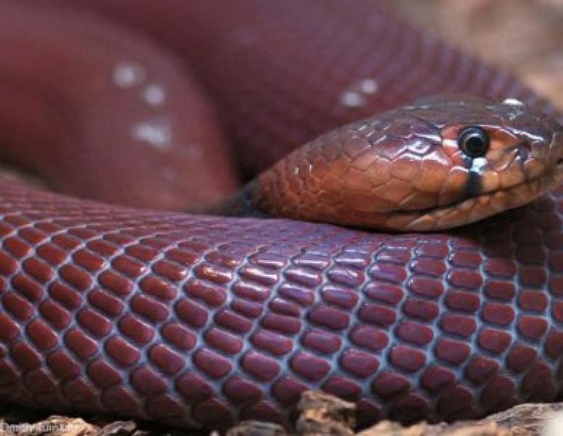 A nagy barna köpködő kobra kritikusan veszélyeztetett kígyó.  Köpködő kobrák: leírás és fotó A kobra mérget köp