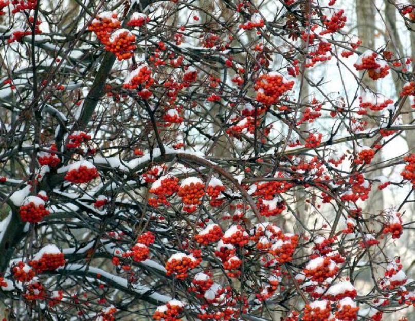 रोवन बेरीज के फल क्या कहलाते हैं?  रोवन एक झाड़ी या पेड़ है, रोवन का वर्णन।  प्राचीन अनुष्ठानों में रोवन का अर्थ