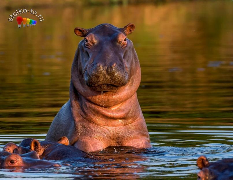 Strukturne karakteristike i ponašanje nilskog konja.  Vrste nilskih konja, imena i fotografije.  Mali nilski konj u zoološkom vrtu u Jekaterinburgu, video