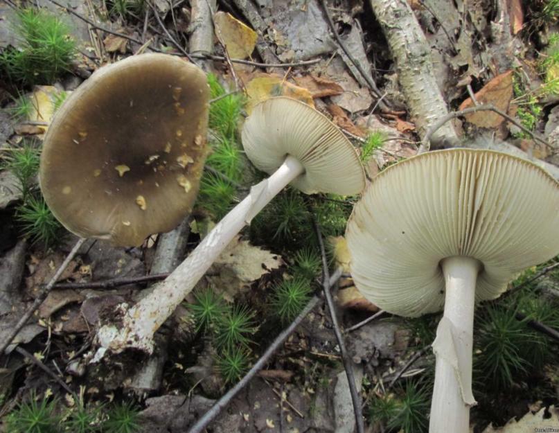Бледная поганка - самый ядовитый и опасный гриб. Бледная поганка или мухомор зеленый (Amanita phalloides) Грибы съедобные и поганки