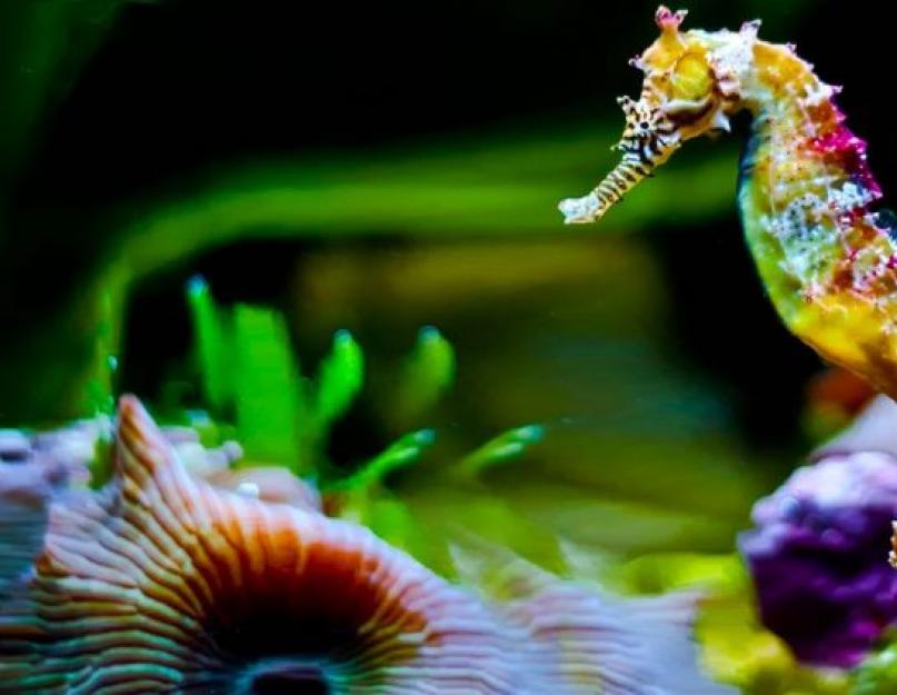 Морские коньки. Морской конек: интересные факты и фото Сколько виды морской конек