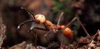 ملامح حياة النمل الرحل