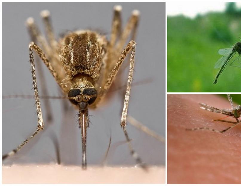 Miért nem látok egy szúnyogot?  Hogyan találnak rá a szúnyogok az emberre akár néhány kilométerre is?  szúnyog kereső