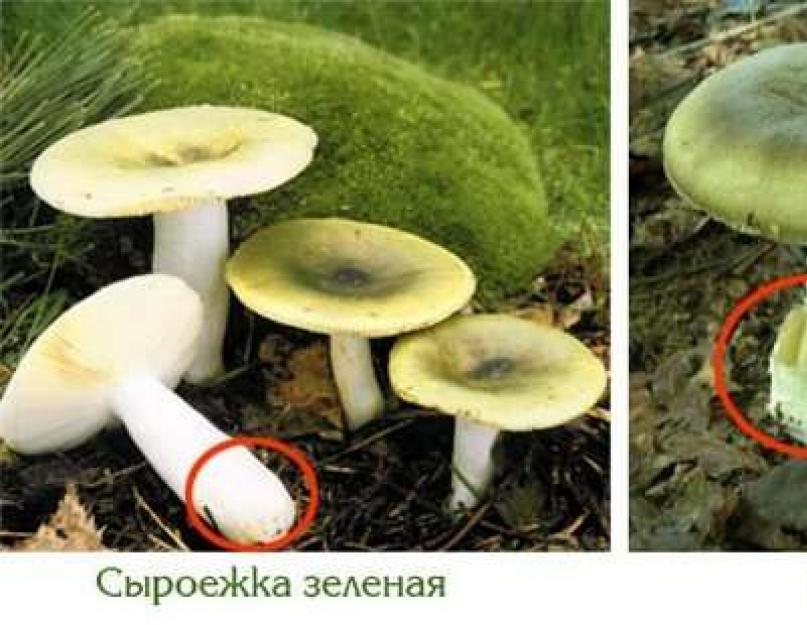 Смертельный гриб. Список опасных и ядовитых грибов с описанием и фото