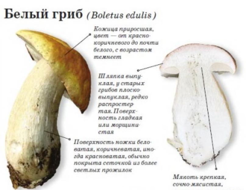 Drugi naziv za vrganje.  Zašto se bela gljiva zove bijela?  Gdje rastu vrganji?