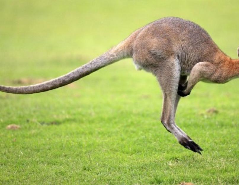 الكنغر هي بطاقة الاتصال في أستراليا.  في عالم الحيوان.  الكنغر أين يعيش الكنغر؟