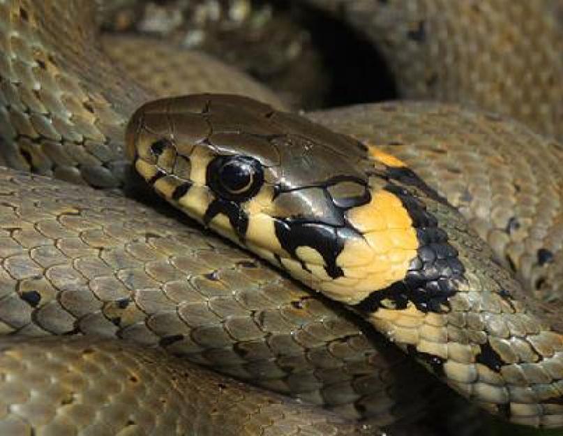 Mikor és hogyan szaporodnak a kígyók.  Már közönséges - nem mérges kígyó (Natrix natrix).  A kígyó és a vipera közötti különbségek