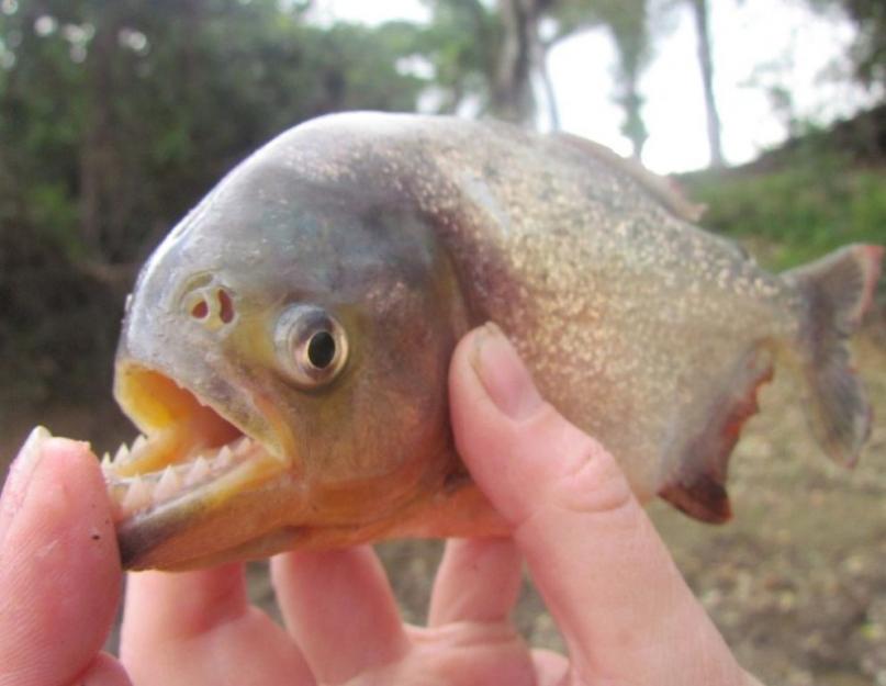 ما مدى خطورة أسماك الضاري المفترسة؟  قبل عامين ، بدت الرسالة حول أسماك الضاري المفترسة في منطقة روستوف هكذا (أخبار) موطن سمكة البيرانا