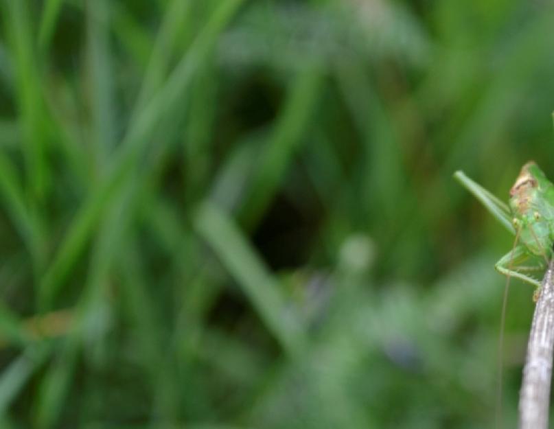 Чем питается зеленый кузнечик и зачем он стрекочет? Кузнечик насекомое. Описание, особенности, виды и среда обитания кузнечика Кузнечик насекомое описание для детей