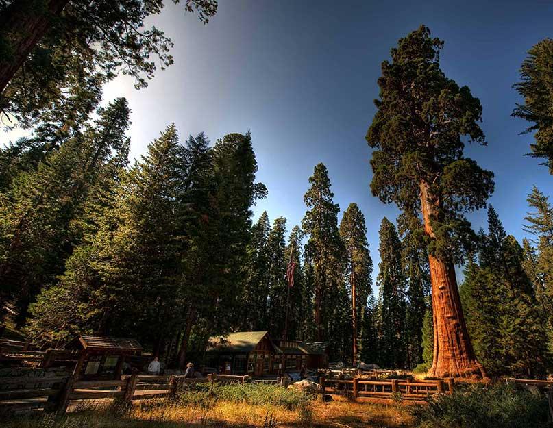 تقرير عن أكبر شجرة في العالم.  اقدم واطول واوسع واكبر شجره في العالم