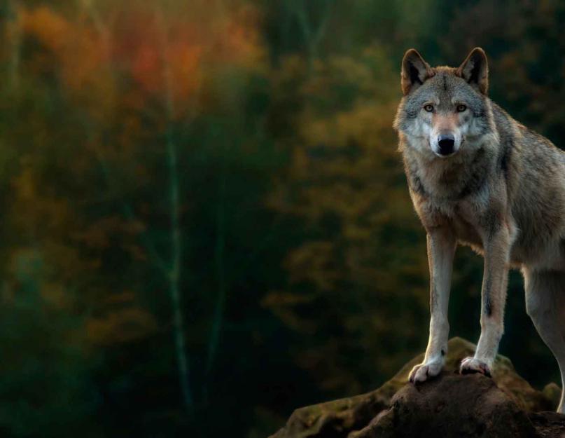 الذئب المشترك.  الذئب في البرية.  عمر الذئاب