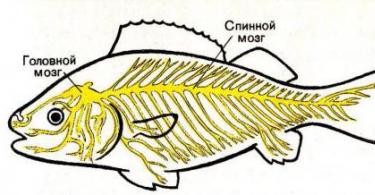 Mokslinis ateizmas Ar žuvys turi skausmo receptorius
