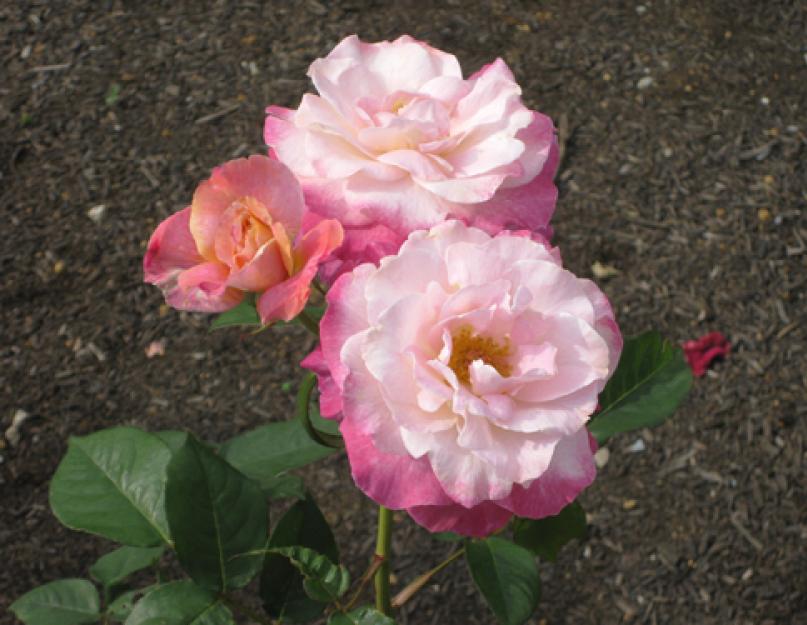 Hibridinė arbatos rožė abrakadabra.  Abrakadabra rožių veislės aprašymas.  Žingsnis po žingsnio priežiūros instrukcijos