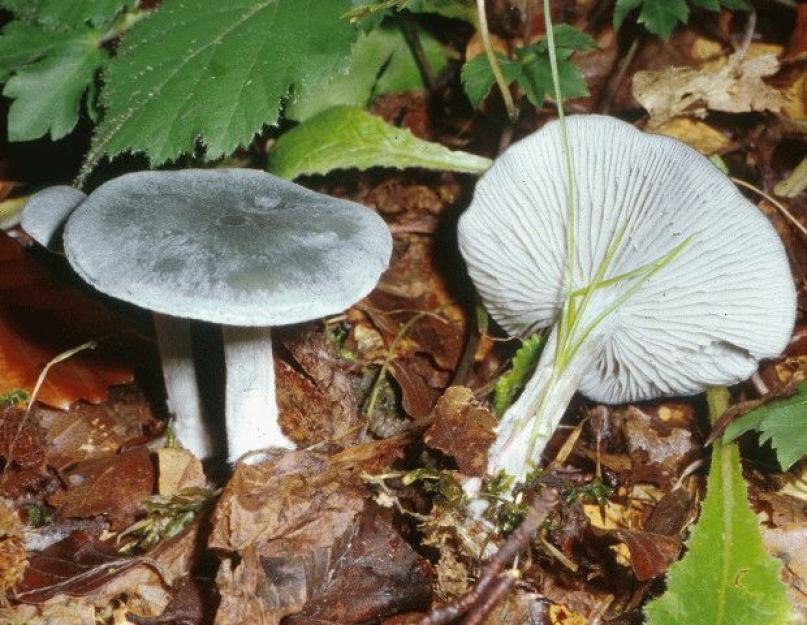 Грибы говорушки. Говорушки: описание съедобных и несъедобных грибов Рецепт грибы говорушки как готовить