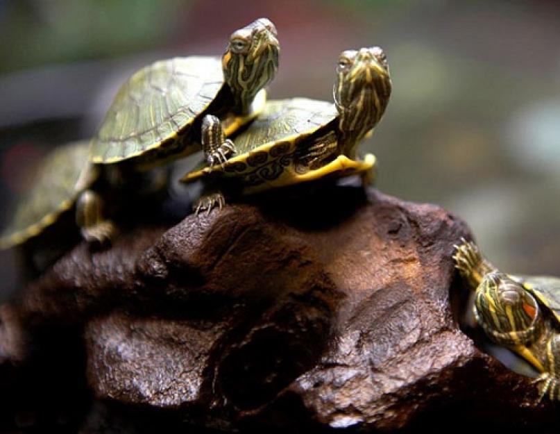 Домашняя черепаха водоплавающая питание и уход. Уход за сухопутной черепахой в домашних условиях. Красноухие черепахи видео-подборка