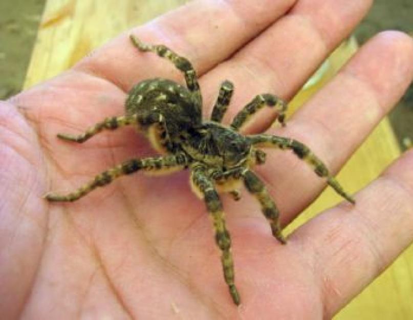 Pietų Rusijos tarantulas nuodingas ar ne.  Tarantulinis voras yra nuostabiai baisus ir gražus.  Tarantula: aprašymas, struktūra, charakteristikos.  Kaip atrodo tarantulas