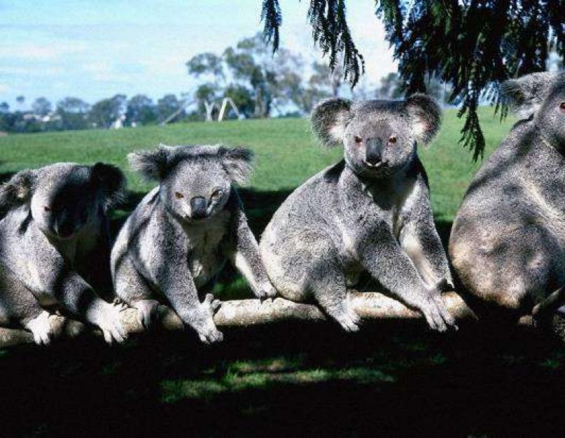 Mit esznek a koalák a természetben.  Koala: Egy erszényes medve Ausztráliából (állatfotó)