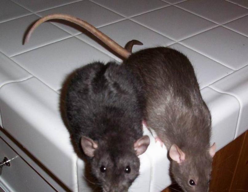 خدش الفئران هو علامة.  لماذا تظهر الفئران في المنزل: تفسير مفصل للعلامات.  علامات أخرى مرتبطة بالفئران