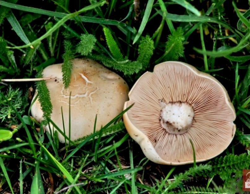 Грибы. Грибы, съедобные, несъедобные, условно-съедобные, ядовитые, как, собирать, где, растут, искать, фото, описание Какие грибы растут в киргизии