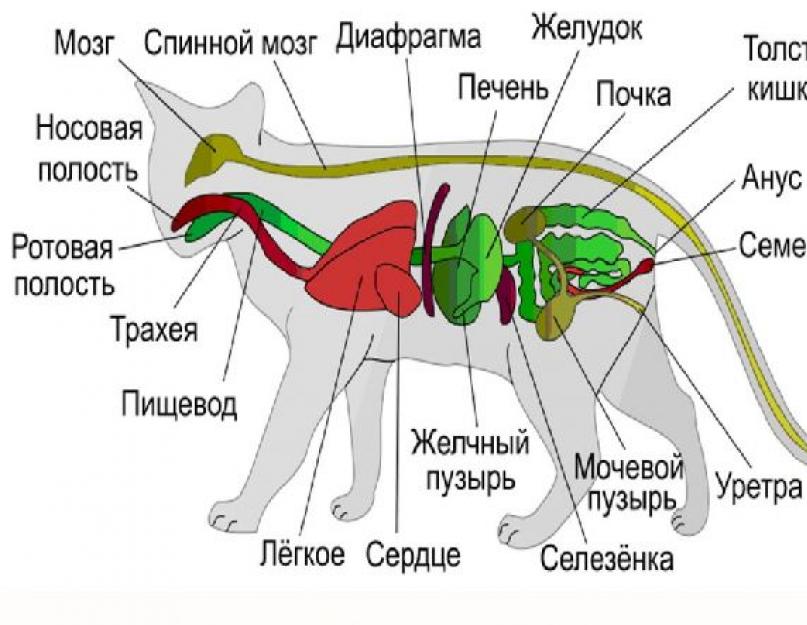 Gyvūno, kurio organai yra įtraukti, reprodukcinė sistema.  Gyvūnų struktūra ir veikla.  Įvairių gyvūnų karalystės tipų organų sistemos