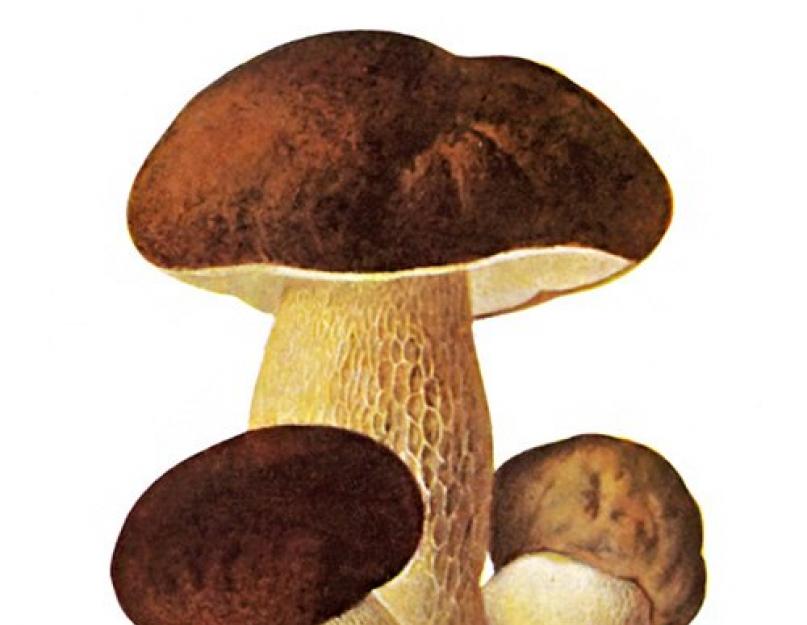 Сказки про грибы для детей короткие. Рассказы про грибы. Какие пословицы подходят к сказке