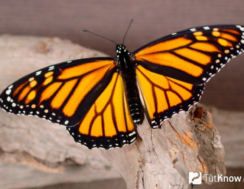 A projekt „Olyan különböző pillangók….  Miért olyan szépek a pillangók?  Miért van a pillangóknak színes szárnyaik?