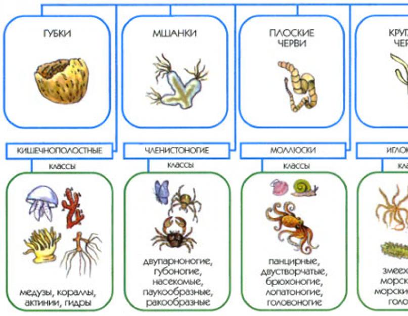 مخطط التصنيف الحديث للحيوانات.  فئة الحيوانات المنهجية: الأصناف الرئيسية ومبادئ التصنيف