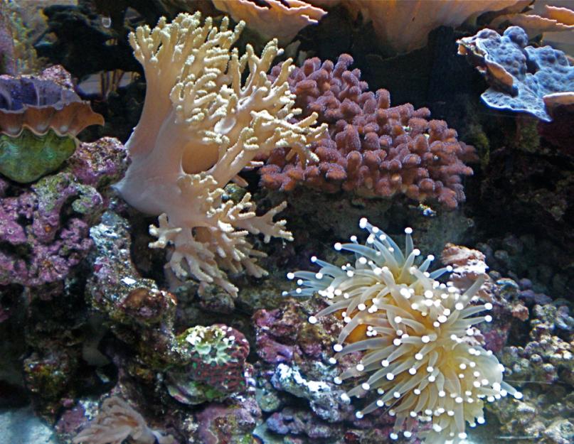 Как самостоятельно сделать и запустить морской аквариум? Морской аквариум: краткая инструкция по сотворению мира