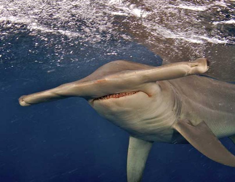 История о акуле молот. Рыба-молот: описание и интересные факты. Природные враги рыбы-молот