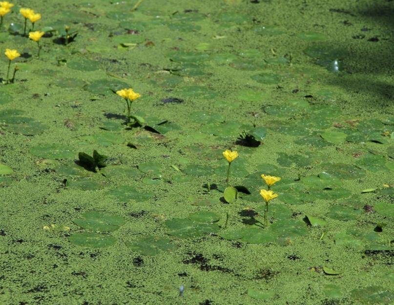 Фото ряски на водоемах