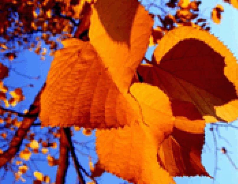 Állapotok az őszről és a munkáról.  Gyönyörű szomorú és pozitív állapotok az arany őszről