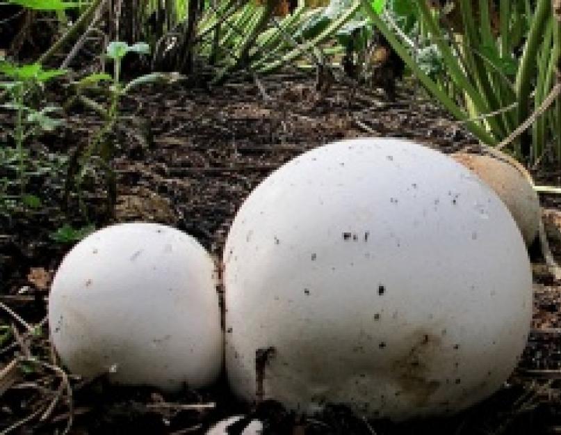 Гриб желчный: описание и фото. Белый гриб, ложный белый и другие двойники, рецепты приготовления боровиков