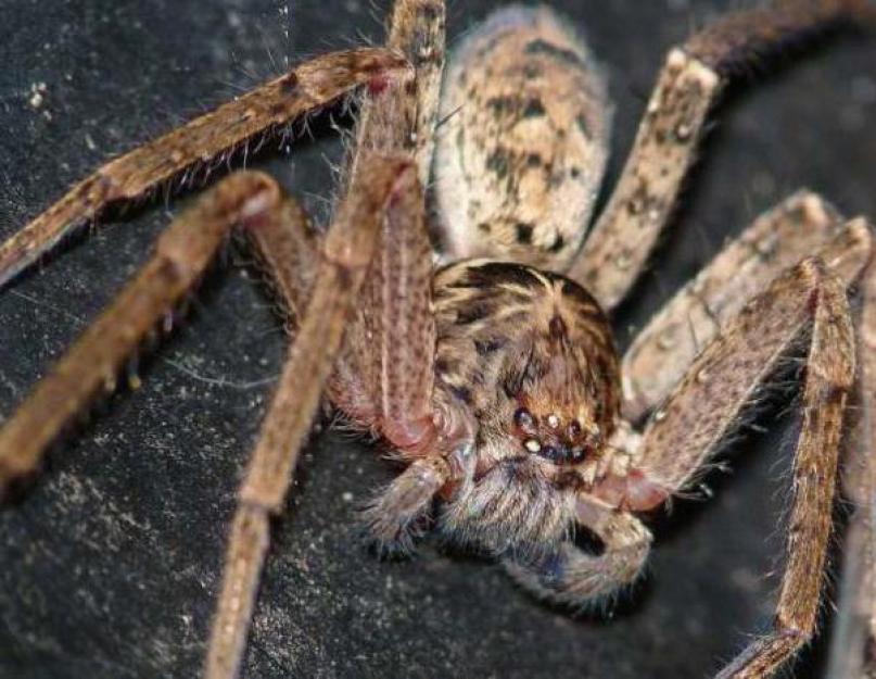 Hány közönséges pók él egy lakásban.  Fekete-fehér pókok a házban: hogyan szaporodnak és mit esznek?  Páratartalom a terráriumban