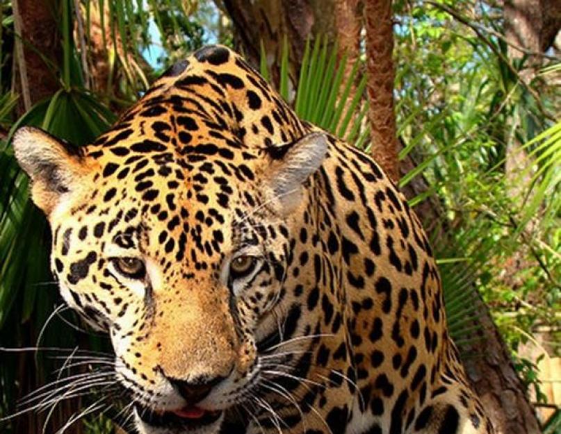 Tropinių gyvūnų sąrašas.  Atogrąžų miškų gyvūnų pasaulis.  Milžiniška skraidanti lapė
