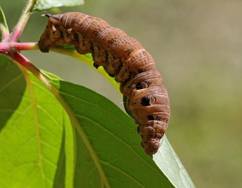 Мохнатые гусеницы (пушистые). Гусеница с рогом на хвосте: фото, как называется Как появляются гусеницы