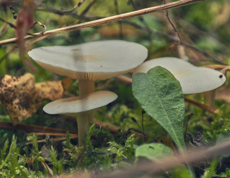 Ядовитые грибы поганки: фото и описание. Бледная поганка и ее съедобные грибы-двойники