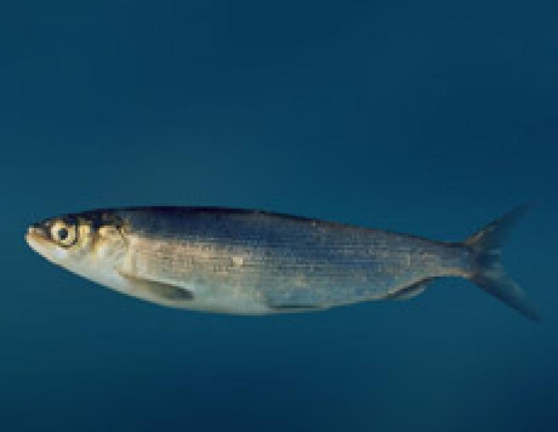 Белый омуль рыба. Рыба омуль фото и описание. Распространение, места обитания и рацион питания