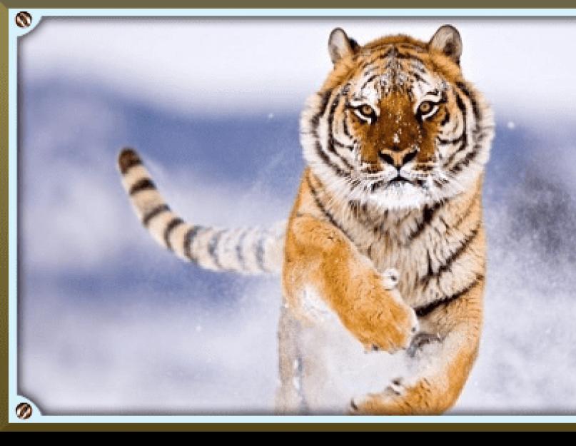 Amuri tigris (lat. Panthera tigris altaica).  Az ussuri (amuri) tigris a Vörös Könyv egyik állata: leírás, képek és fotók, videó az amur tigrisről Rajz az amur tigris témájára
