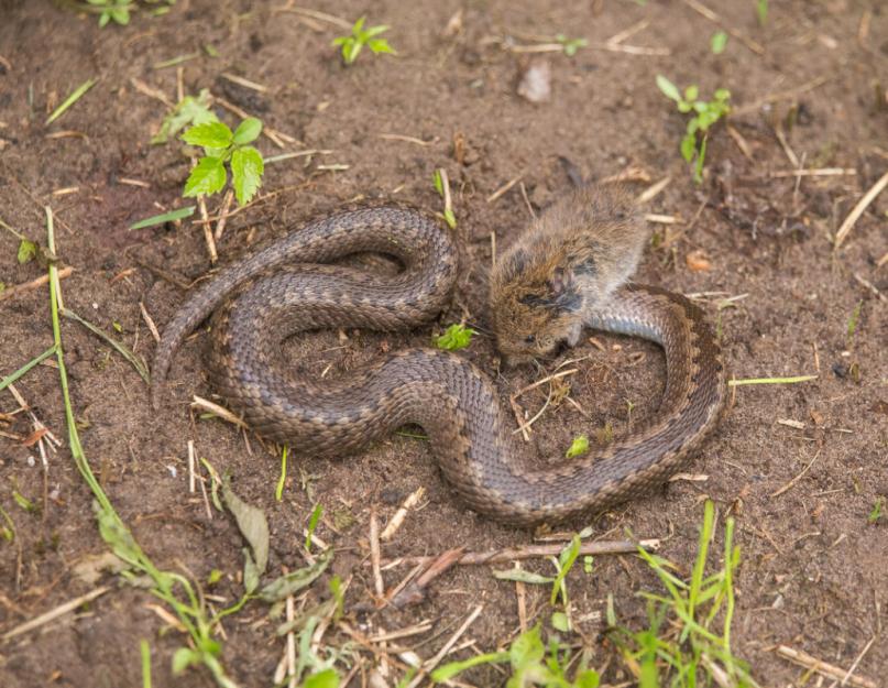 Как убрать ужа с участка. Змеи в саду – методы борьбы со змеями