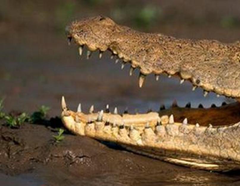 Крокодил: где живет? Где живут крокодилы и чем они питаются? Крокодилы. Все о крокодилах и их жизни в природе