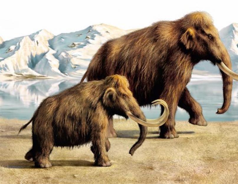 Шерстистый мамонт. Шерстистый мамонт: описание, поведение, распространение и вымирание Где и когда жил мамонт