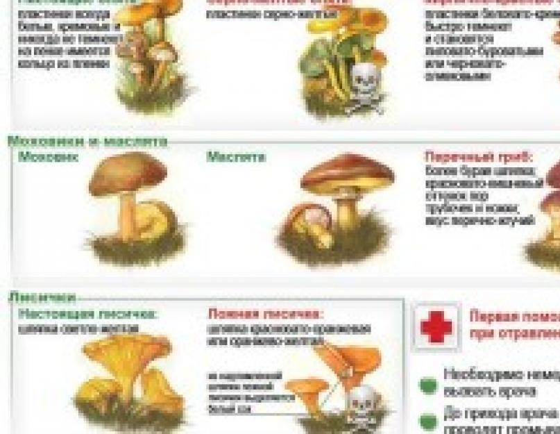 Как проверить грибы. Как распознать съедобные грибы от несъедобных при варке. Ложные грибы ядовитые или нет. Распознать грибы съедобные или нет. Грибы съедобные и ядовитые как определить.