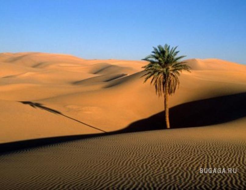 أكبر وأشهر الصحاري.  أين تقع أكبر صحراء في العالم؟  أكبر الصحاري في العالم ، خيارات أخرى