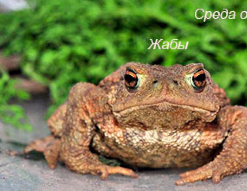  Чем отличается жаба от лягушки? Сходство лягушки и жабы Зеленые страницы сравнить лягушку и жабу