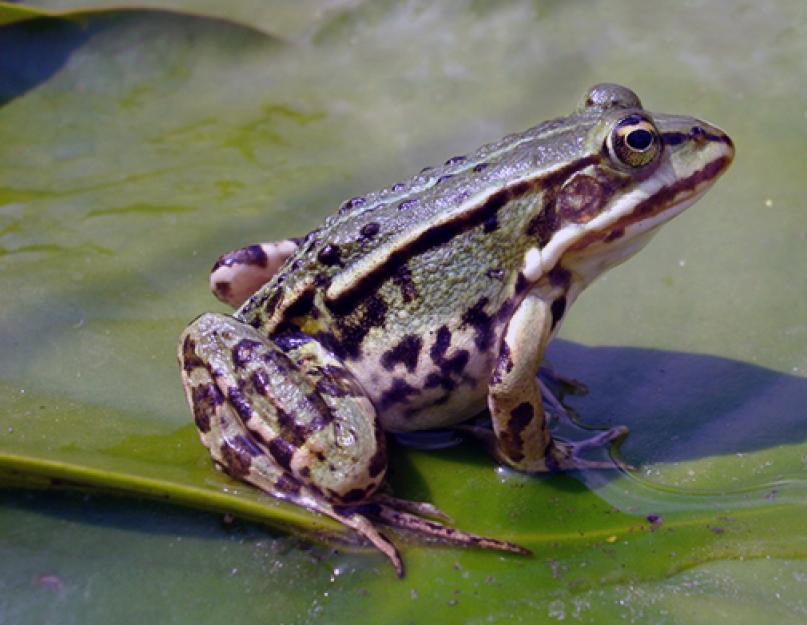 Žabe su najčešći vodozemci.  Žaba: karakteristike i drevno značenje Vrste domaćih žaba i informacije
