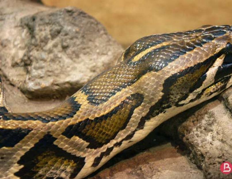 Mirtingiausios gyvatės.  Pavojingiausios gyvatės pasaulyje.  Kokia yra pavojingiausia gyvatė pasaulyje.  vieta – Arlekininis koralinis audinys