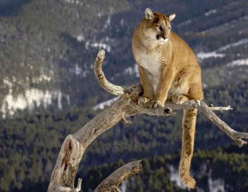 Puma (puma, hegyi oroszlán).  Állatok enciklopédiája Meddig él a puma